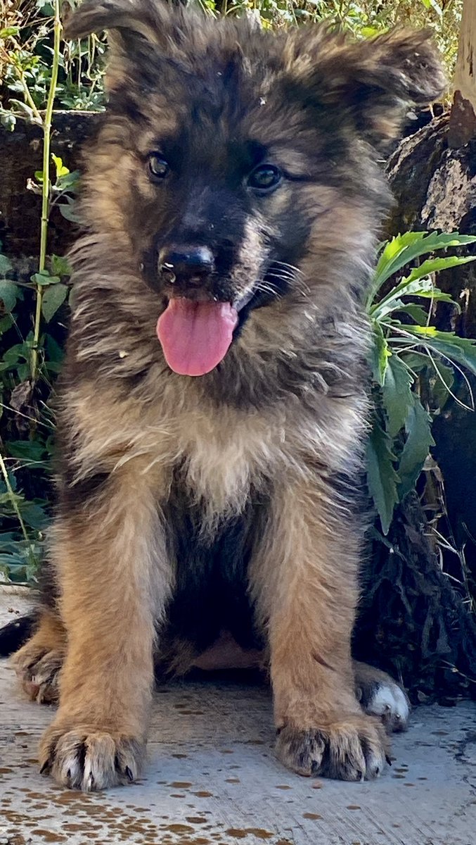 EMMY CLASSICEE KENNEL tweet media