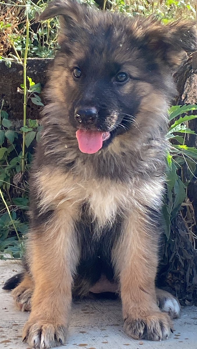 EMMY CLASSICEE KENNEL tweet media