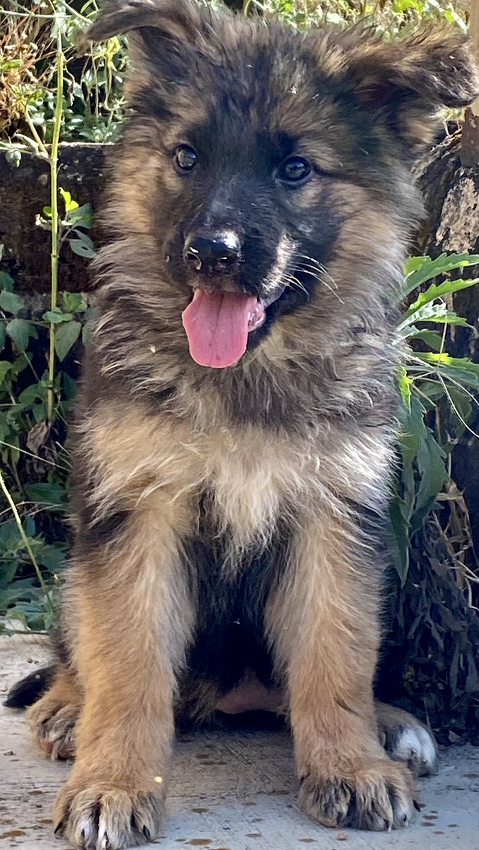 EMMY CLASSICEE KENNEL tweet media
