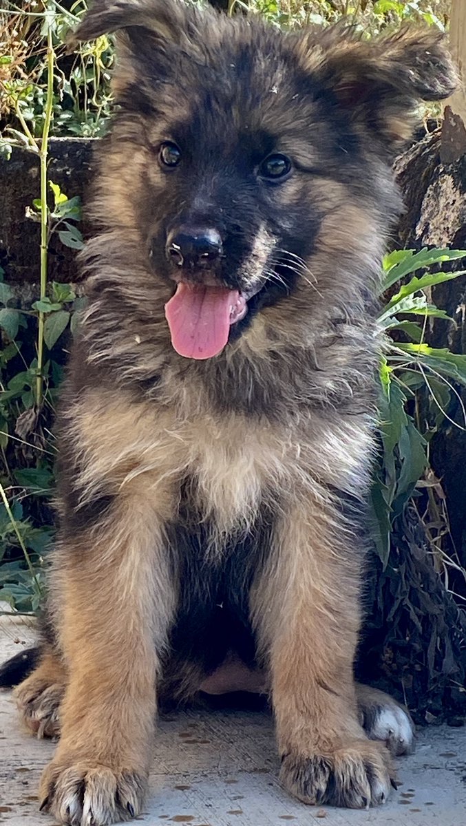 EMMY CLASSICEE KENNEL tweet media