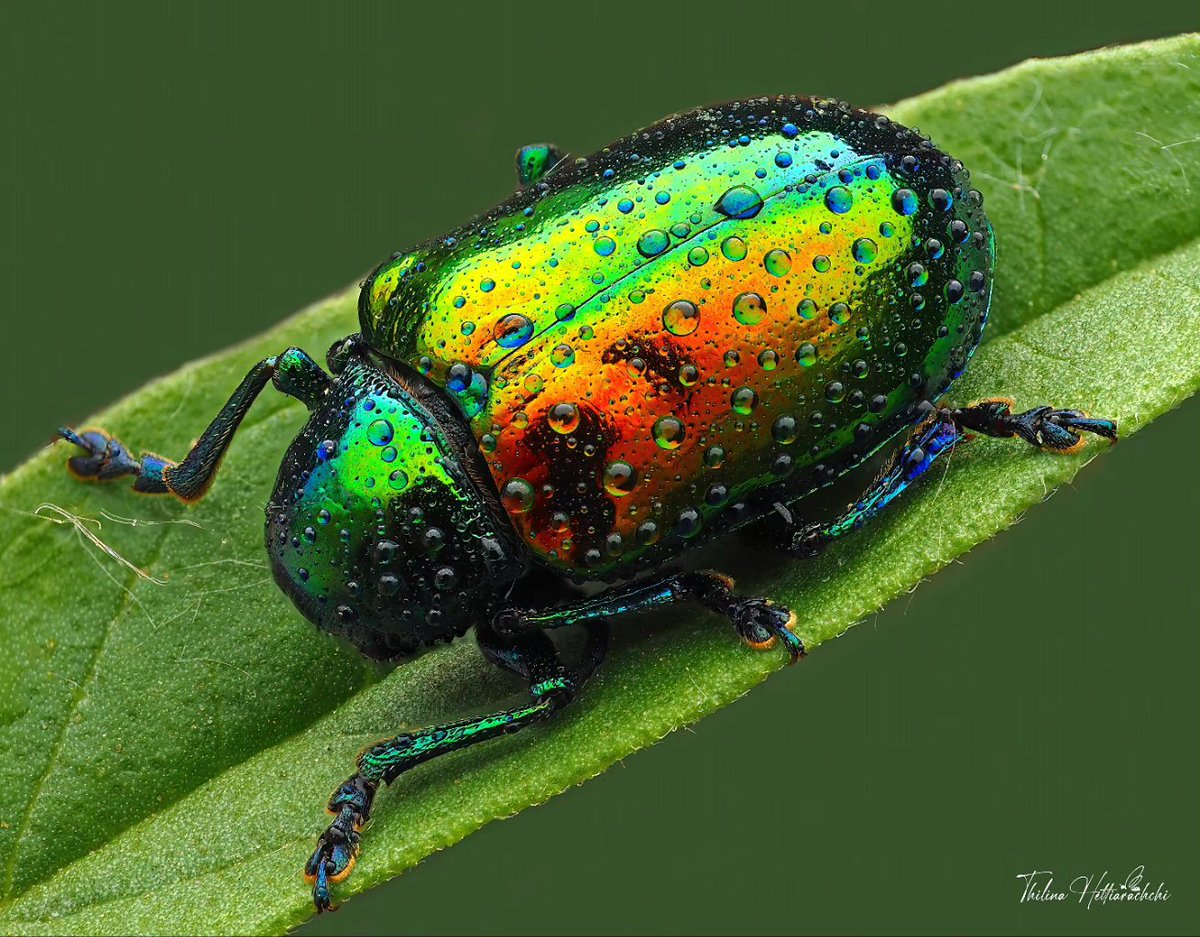 Thilina Hettiarachchi (@bugsnapz) tweet media