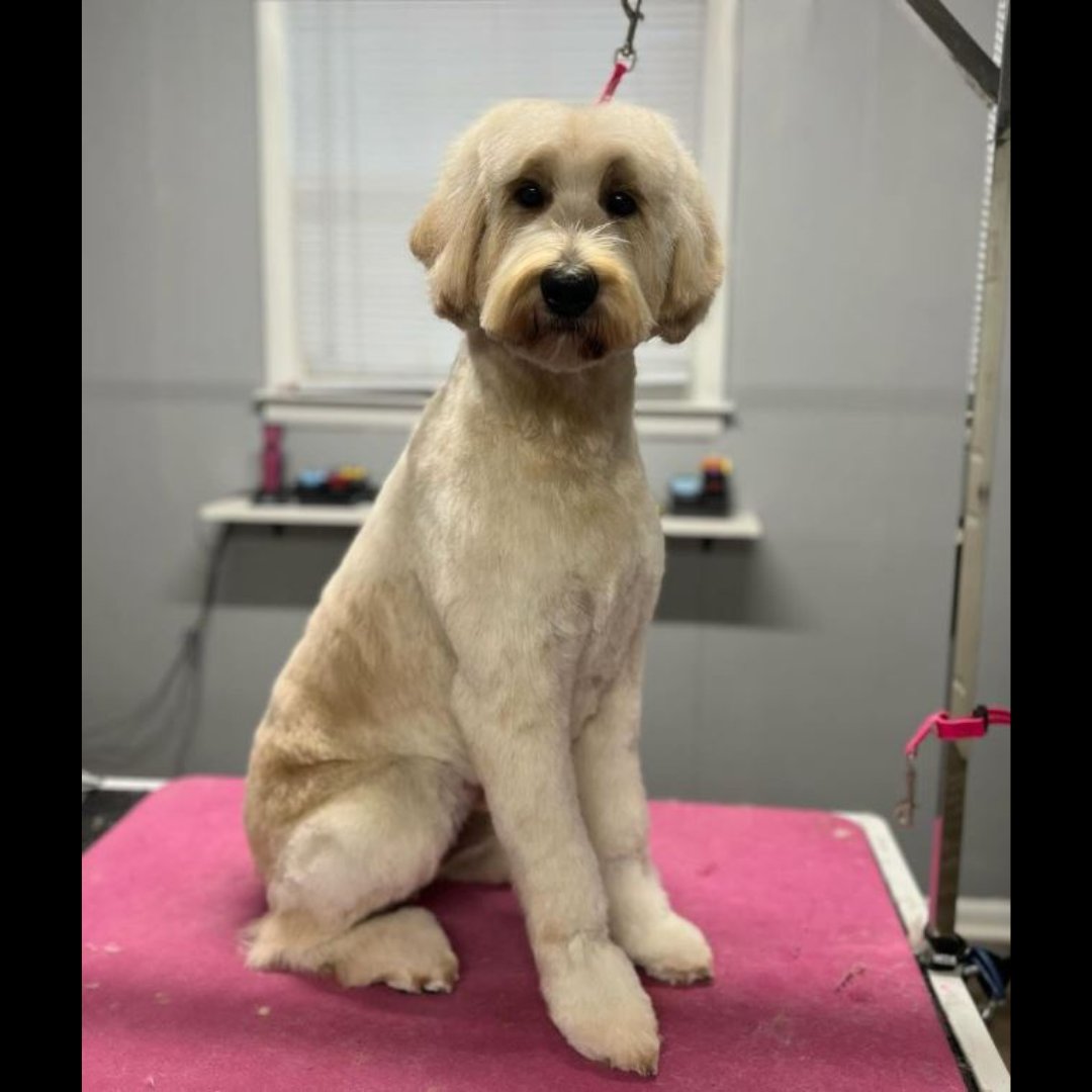 @keirathegroomer is preparing precious puppers for the season! ☃️❄️ 
#EQyss is happy to be a part of the grooming process.💙
🛒 Shop for your #furbaby at eqyss.com