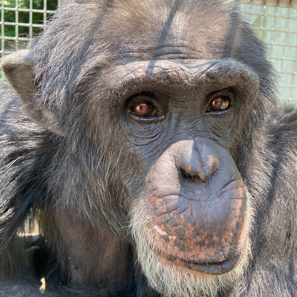 Chimps Daily tweet media