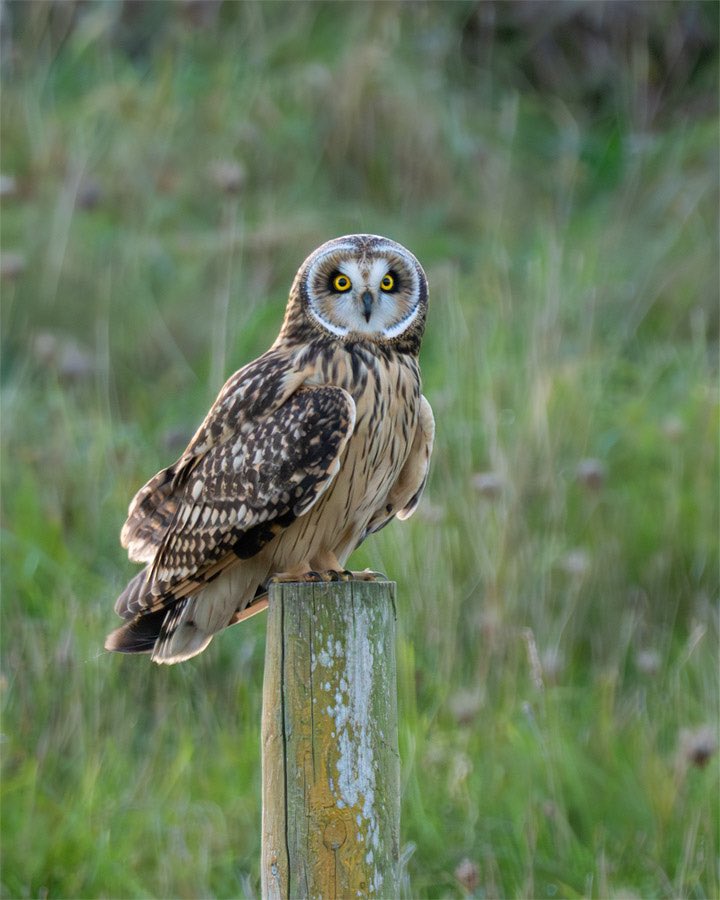 Had my first ever short-eared owl encounter over the weekend on Salisbury Plains. It was truly special. #TwitterNatureCommunity #wildlifephotography #birdphotography #ukwildlife #owl @OlympusUK @OMSYSTEMcameras @BTO_Wilts @WiltsWildlife