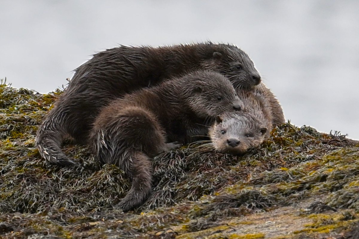 A Romp of Otters 🦦 🦦 🦦 We had a stunning encounter with this mother and two very young cubs on #Mull at the weekend. 📷 Ewan Miles (Nov 26th 2023)