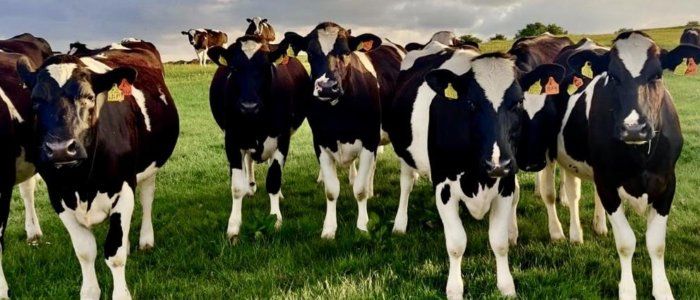 Mort Lab (@lab_mort) on Twitter photo Join the Mort Lab! We're looking for PhD student for a BBSRC funded iCASE studentship <a href="/BLSLancasterUni/">BLS Lancaster University</a> through <a href="/NorthWestBio1/">BBSRCNorthWestBio</a> on pigmentation and heat stress in cattle. A collaboration between <a href="/lab_mort/">Mort Lab</a>, <a href="/davina_hill/">Davina Hill @davinahill.bsky.social</a> <a href="/UofGlasgow/">University of Glasgow</a> and Matt Littlejohn <a href="/LICnz/">LIC</a>.
gla.ac.uk/postgraduate/d… Join the Mort Lab! We're looking for PhD student for a BBSRC funded iCASE studentship <a href="/BLSLancasterUni/">BLS Lancaster University</a> through <a href="/NorthWestBio1/">BBSRCNorthWestBio</a> on pigmentation and heat stress in cattle. A collaboration between <a href="/lab_mort/">Mort Lab</a>, <a href="/davina_hill/">Davina Hill @davinahill.bsky.social</a> <a href="/UofGlasgow/">University of Glasgow</a> and Matt Littlejohn <a href="/LICnz/">LIC</a>.
gla.ac.uk/postgraduate/d…