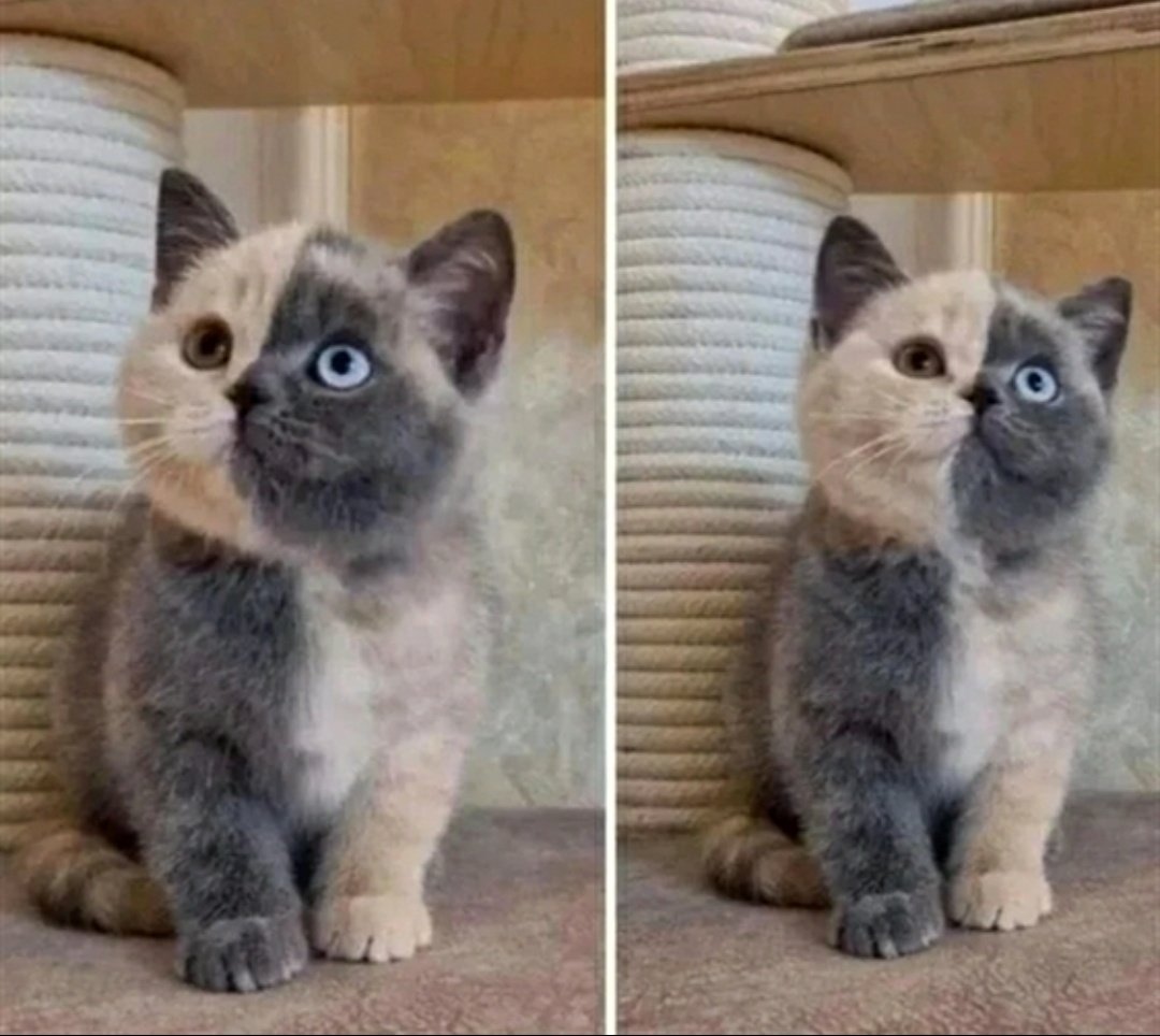 cats with powerful impression 🐾 tweet media