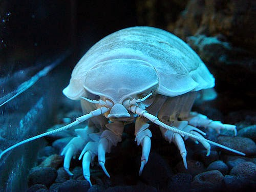 Oceanfilly's tweet photo. This is a giant isopod appreciation post https://t.co/5SjUXPuwQU