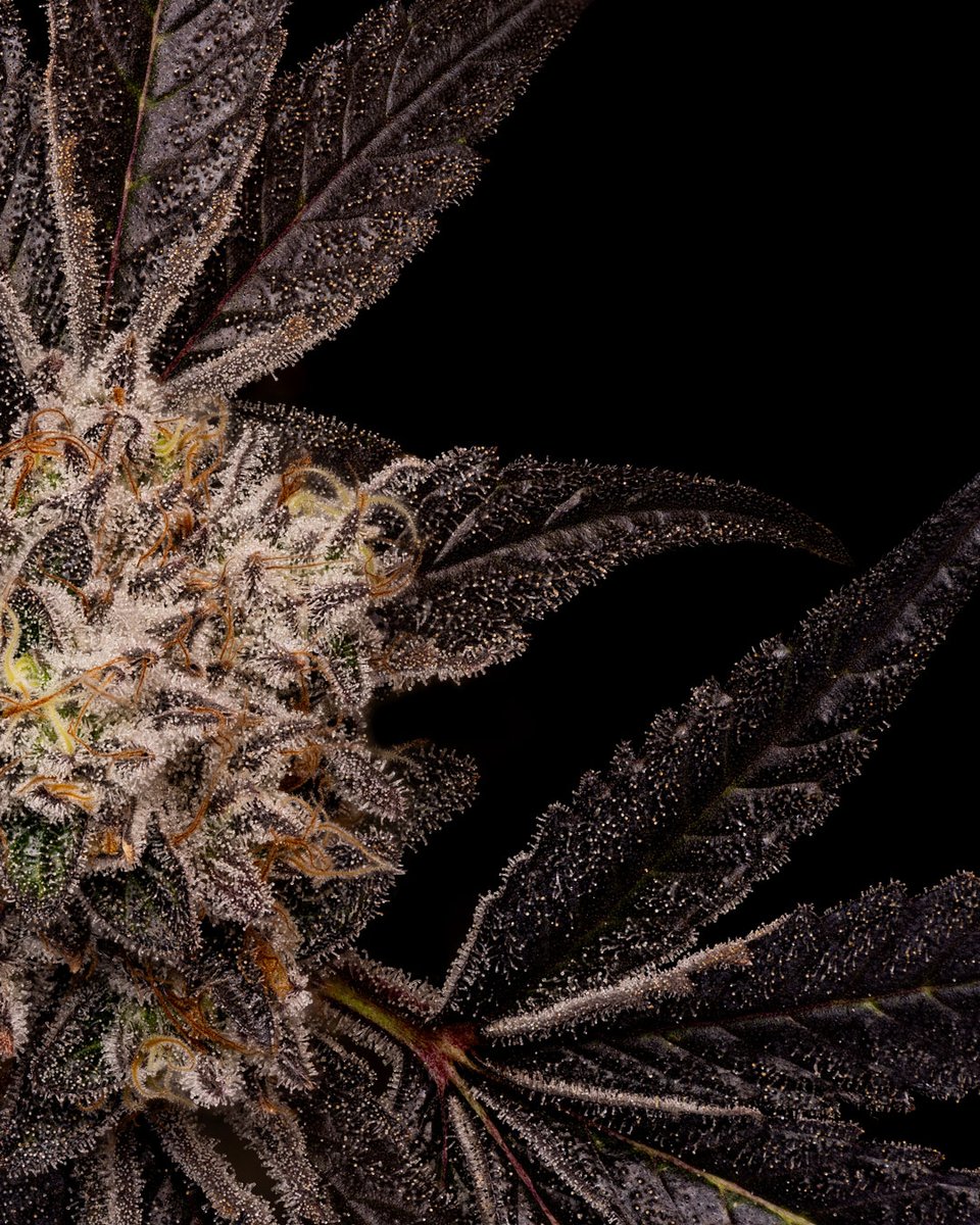 dcpremierfarms's tweet photo. Ultimate Truffle 
#WeedLovers #CannabisCommunity #CannabisCulture #TeamWorkMakesTheDreamWork #Oklahoma #smoke #StonerFam https://t.co/BWZZpPK24K
