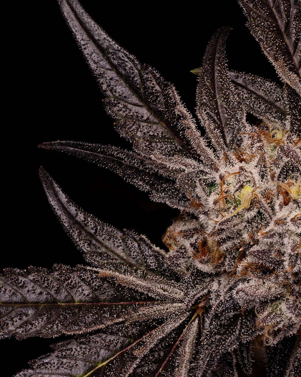 dcpremierfarms's tweet photo. Ultimate Truffle 
#WeedLovers #CannabisCommunity #CannabisCulture #TeamWorkMakesTheDreamWork #Oklahoma #smoke #StonerFam https://t.co/BWZZpPK24K