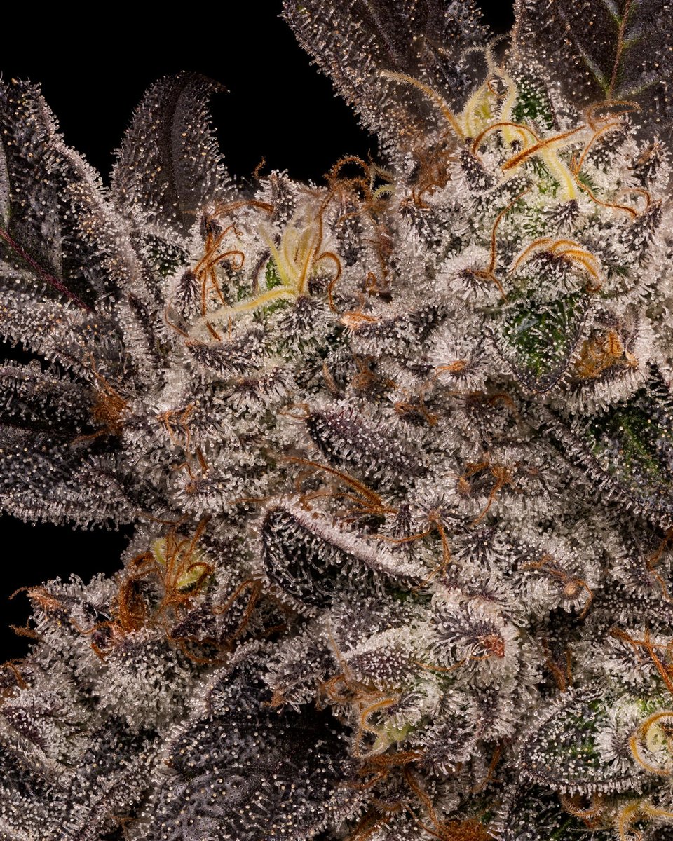 dcpremierfarms's tweet photo. Ultimate Truffle 
#WeedLovers #CannabisCommunity #CannabisCulture #TeamWorkMakesTheDreamWork #Oklahoma #smoke #StonerFam https://t.co/BWZZpPK24K