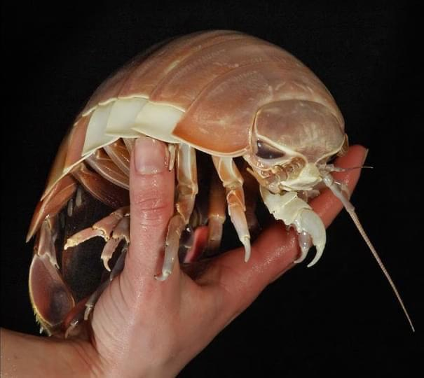 Oceanfilly's tweet photo. This is a giant isopod appreciation post https://t.co/5SjUXPuwQU