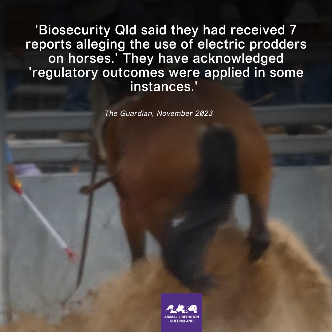 We documented multiple electric prodding of rodeo horses in 2021-22. In the recent Guardian article, the Qld Dept of Agriculture and Fisheries acknowledged the offending and the regulatory actions they took as a result. We remain disappointed that no prosecutions were undertaken.