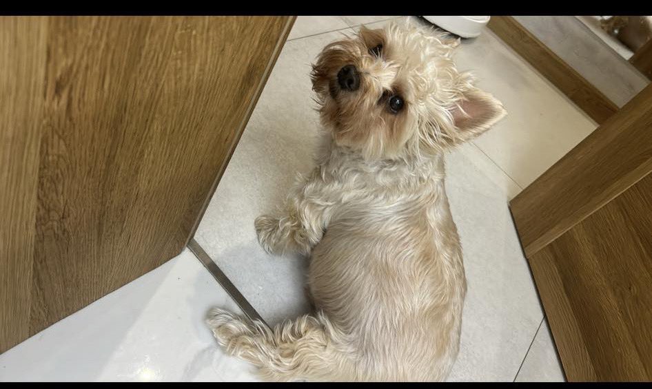 Pixovsky tweet media