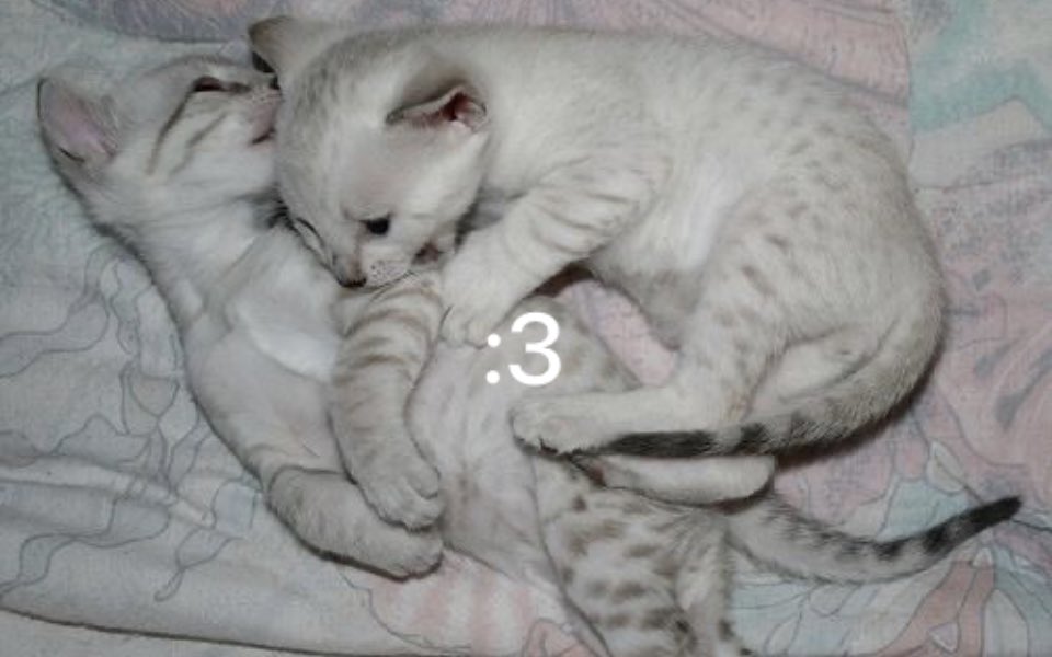 Kitty archives ♡ (@puppierz) on Twitter photo 