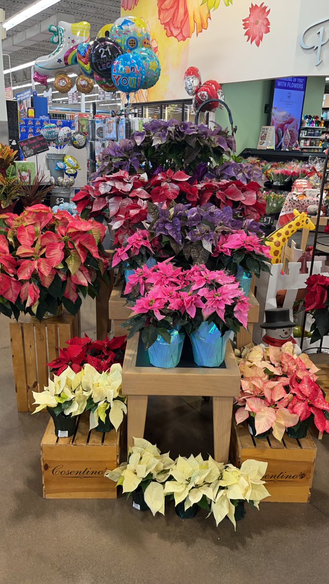 ShawneePC249's tweet photo. It’s Poinsettia Season here at Shawnee Price Chopper!

Prices are:
8” $30
6” $12
4.5” $7
6” Glitter $16
4.5”  Glitter $6

Get yourself one soon…they go FAST! https://t.co/ghPB880hTK
