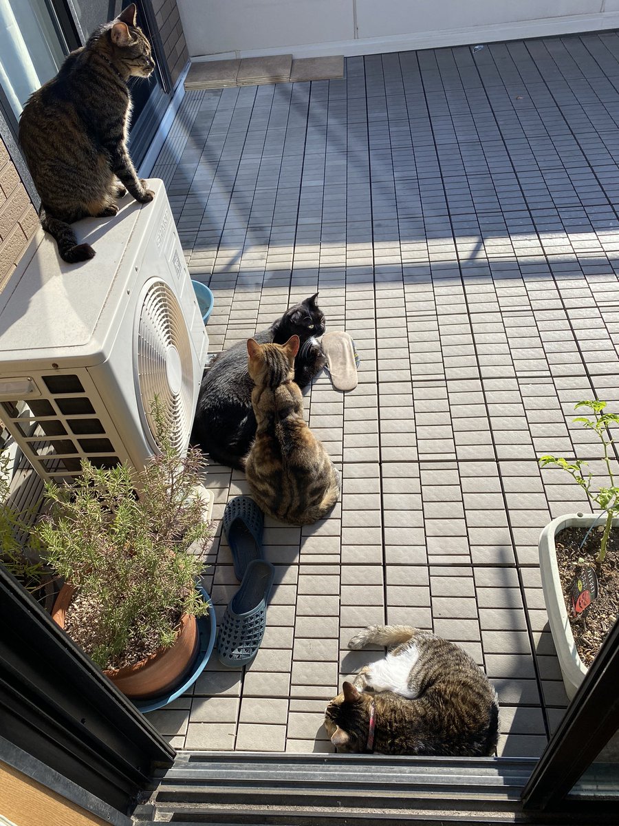siropirania's tweet photo. 猫天日干し😸
#猫好きさんと繫がりたい   #猫好き https://t.co/dKEoUSjoWg