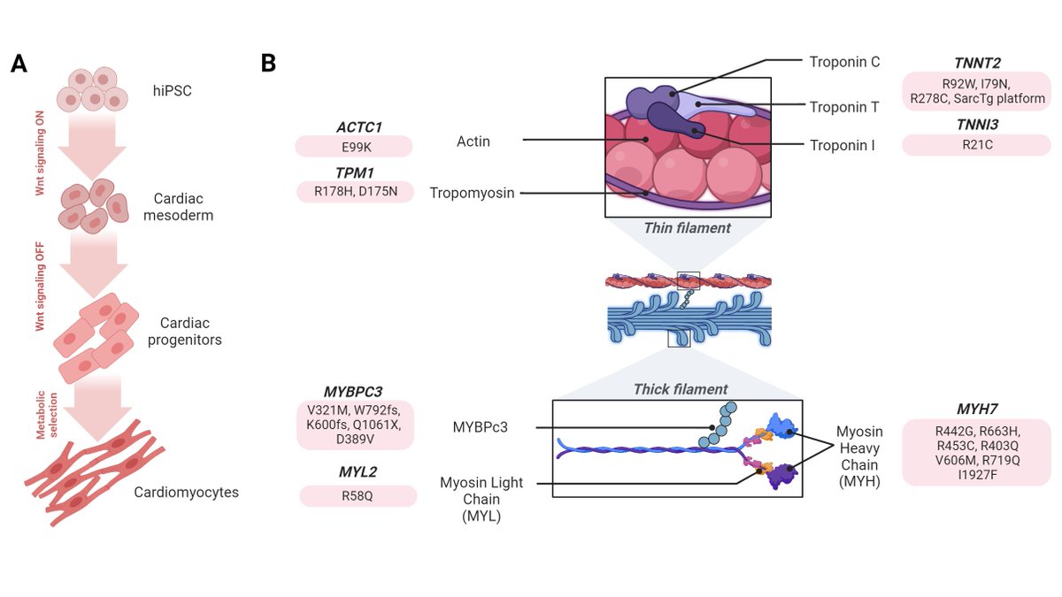 Saif Dababneh tweet media