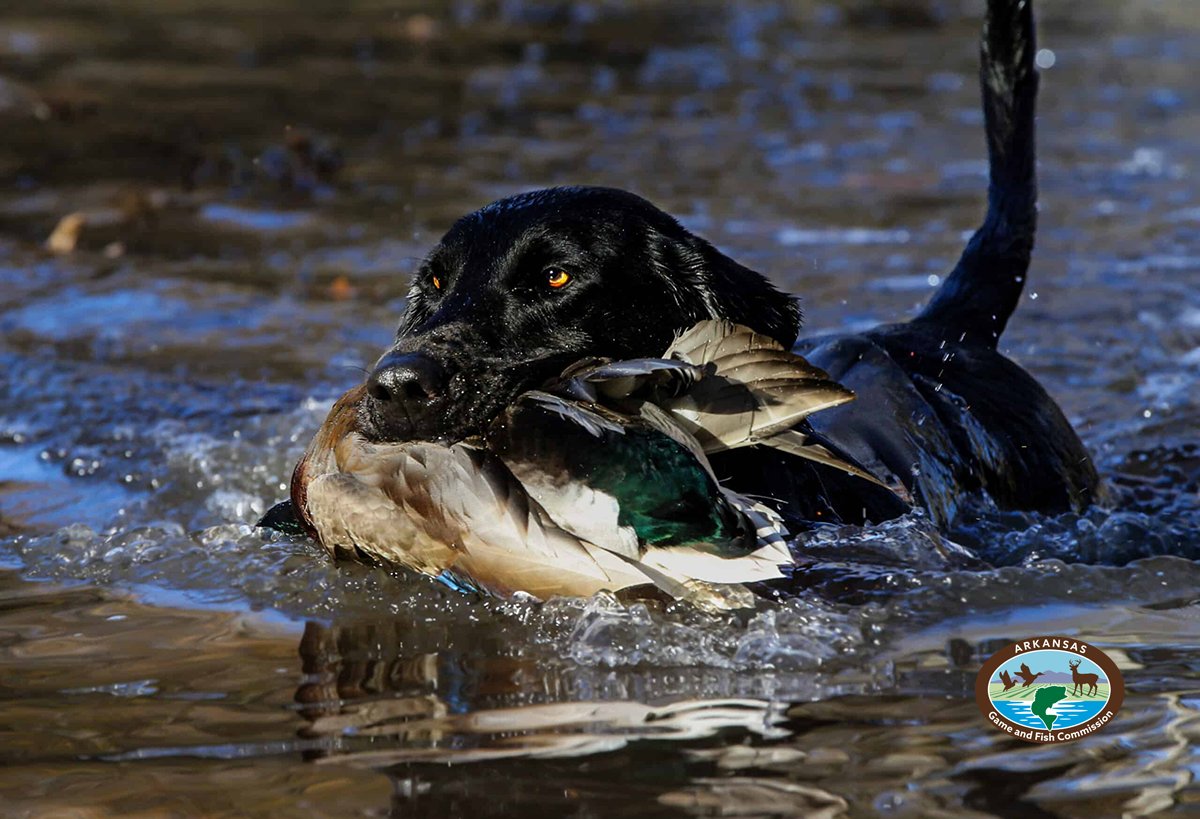Arkansas Game and Fish Commission tweet media