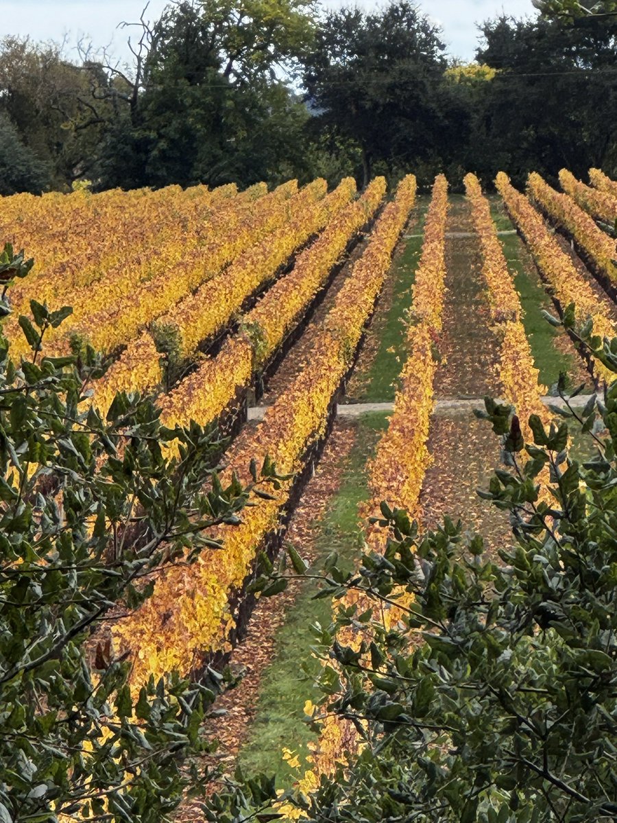 TaraHarrell's tweet photo. Healdsburg Fall https://t.co/NQSBW0Sscd