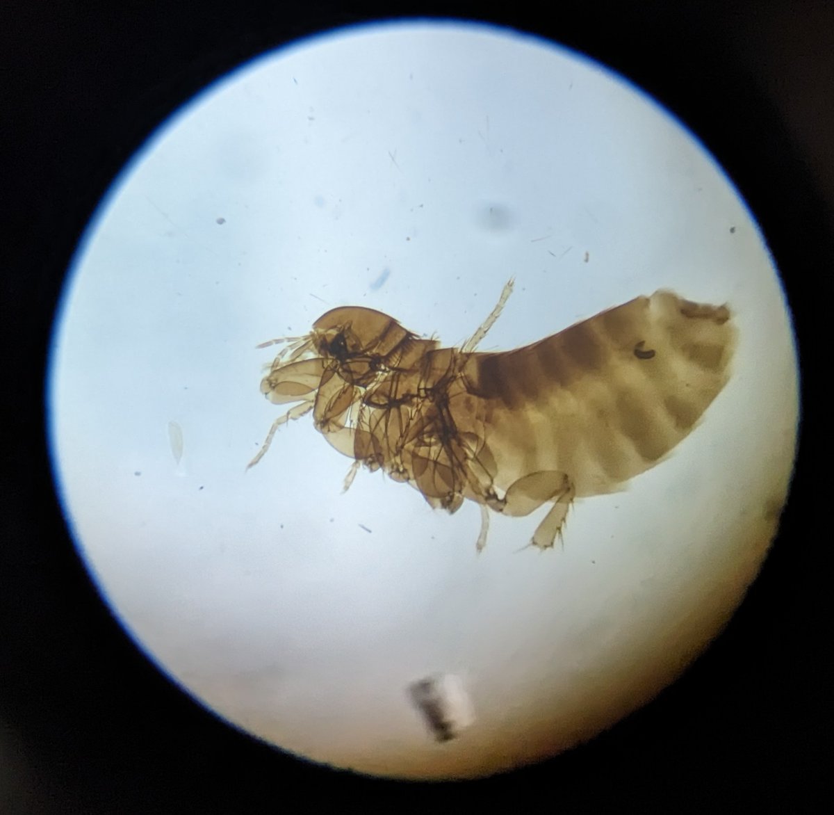 CharlesBurris_'s tweet photo. I was helping a neighbor clean out his elderly mom's house and found this 100 year old microscope and slides. The thing works a lot better than I thought it would. I took these pictures through it. 1-butterfly wing 2-flea 3-moss https://t.co/eCaDlJGsa8