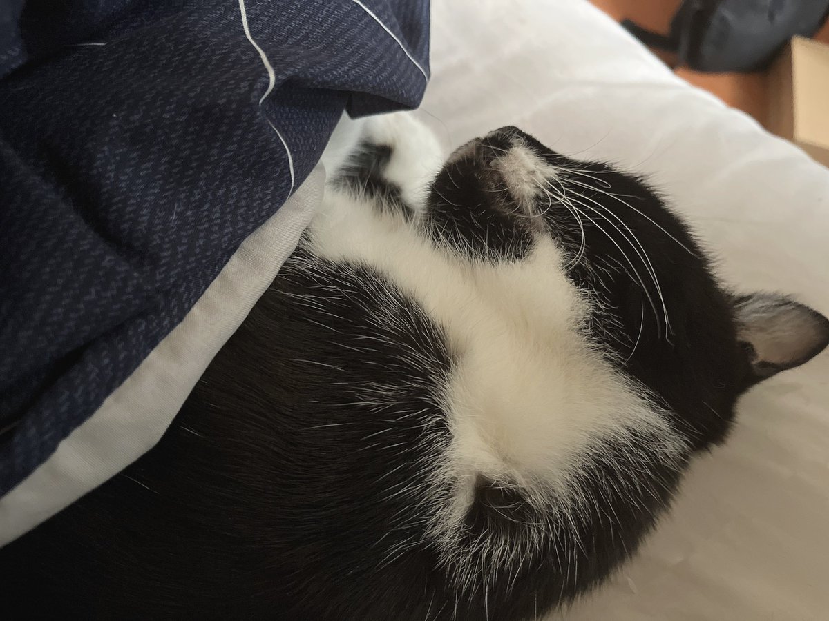 龍もお布団使ってる🥰

そばにいてくれて
ありがとう(´;ω;`)ﾌﾞﾜｯ