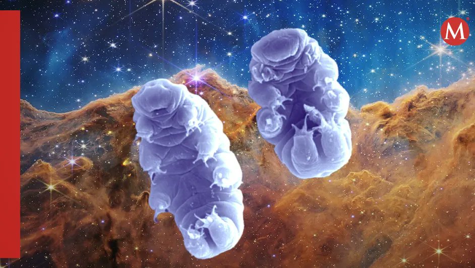Milenio's tweet photo. 🔬🦠 Conoce a los extremófilos, los seres que serían clave para hallar vida extraterrestre 👽

Viven entre nosotros y se pueden adaptar a climas tan variados como el frío del Antártida, las profundidades de los océanos, en lagos superácidos, volcanes o hasta en los alimentos que consumimos

https://t.co/WLPETiowX8