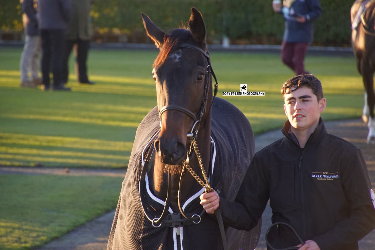 92RoryF's tweet image. GROOVE INN (Coach House x Diablo Dancer) at Newcastle last Friday evening in the 6f novice where he finished seventh.
Trained by @mwalfordracing and owned by @RacingMaximum &amp;amp; Miss J Guttis
A distant relative of the classy hurdler Ubi Ace, a listed winner over jumps.
