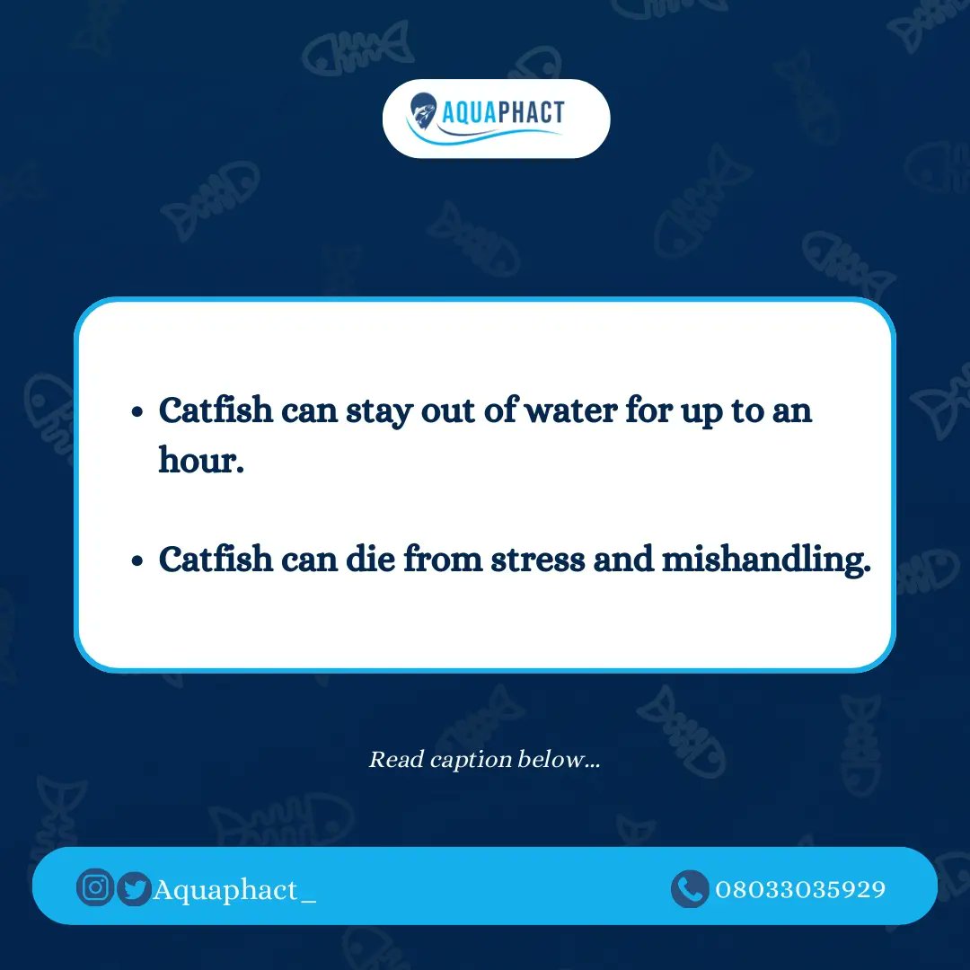 Aquaphact_'s tweet photo. To some, it's no news that catfish can stay outside water for long or die from stress. But how do these things happen? Read with me. 😌

Unlike some other fish that die in 5-10 minutes when they are outside water, their natural habitat, catfish can stay for up to an hour before https://t.co/WfLErdZIla