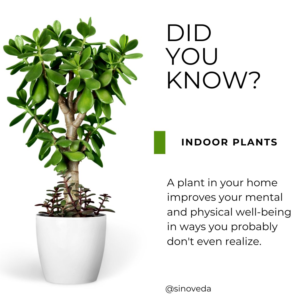 Nature has an incredible way of soothing the soul. Let's explore the many ways indoor plants enrich our lives:
🧘‍♂️ Mental Calm
🌬️ Improved Air Quality
🌼 Boosted Mood
💤 Enhanced Sleep
🖌️ Creative Inspiration
🍃 Connection to Nature
🏡 Enhanced Living Spaces