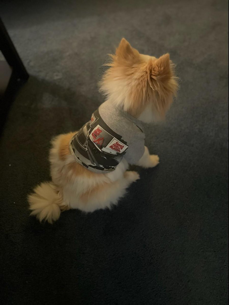 SouthHillsMover's tweet image. What's the most challenging part of moving for you? Making sure your fur baby is safe? Share your experiences. #MovingChallenges #ShareYourStory #furbaby #pittsburghpa #movein #moveout #moveup #pittsburgh