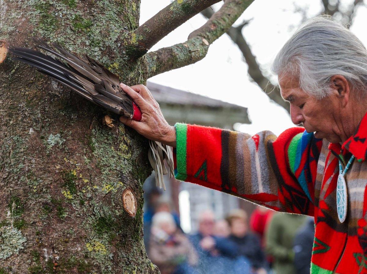 Tree for Boston tweet media