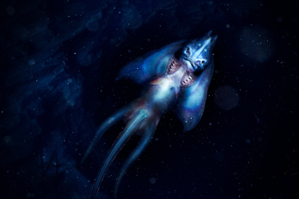 Valdevia_Art's tweet photo. We need more mermaid designs based on tourist sideshows and hoaxes https://t.co/Zd2UH1zpvb
