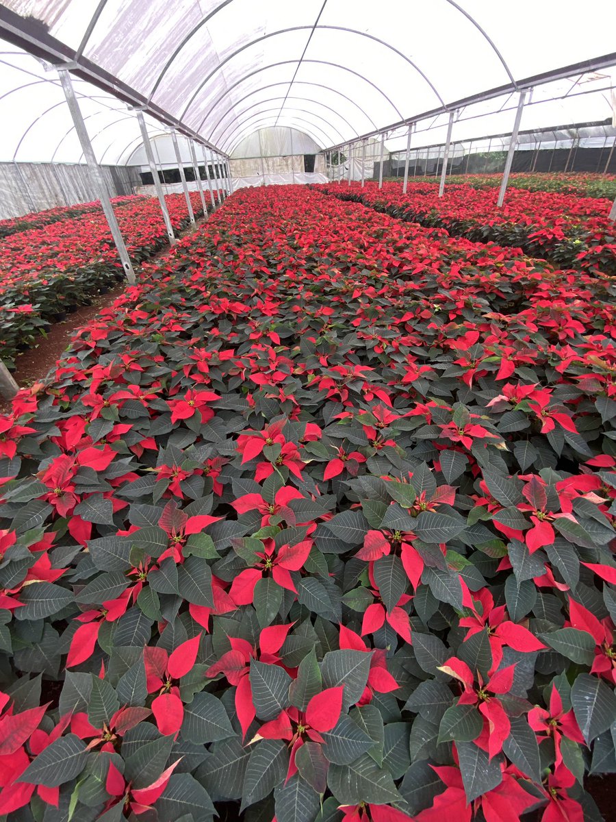 agropecuarioRTV's tweet photo. Compartimos con uds. fotos de la grabación de Flor de Nochebuena en Viveros Vicky.

Próximamente en el programa...

#VeracruzAgropecuario
#ProduceOrgullo https://t.co/J2Q3y0KJTn