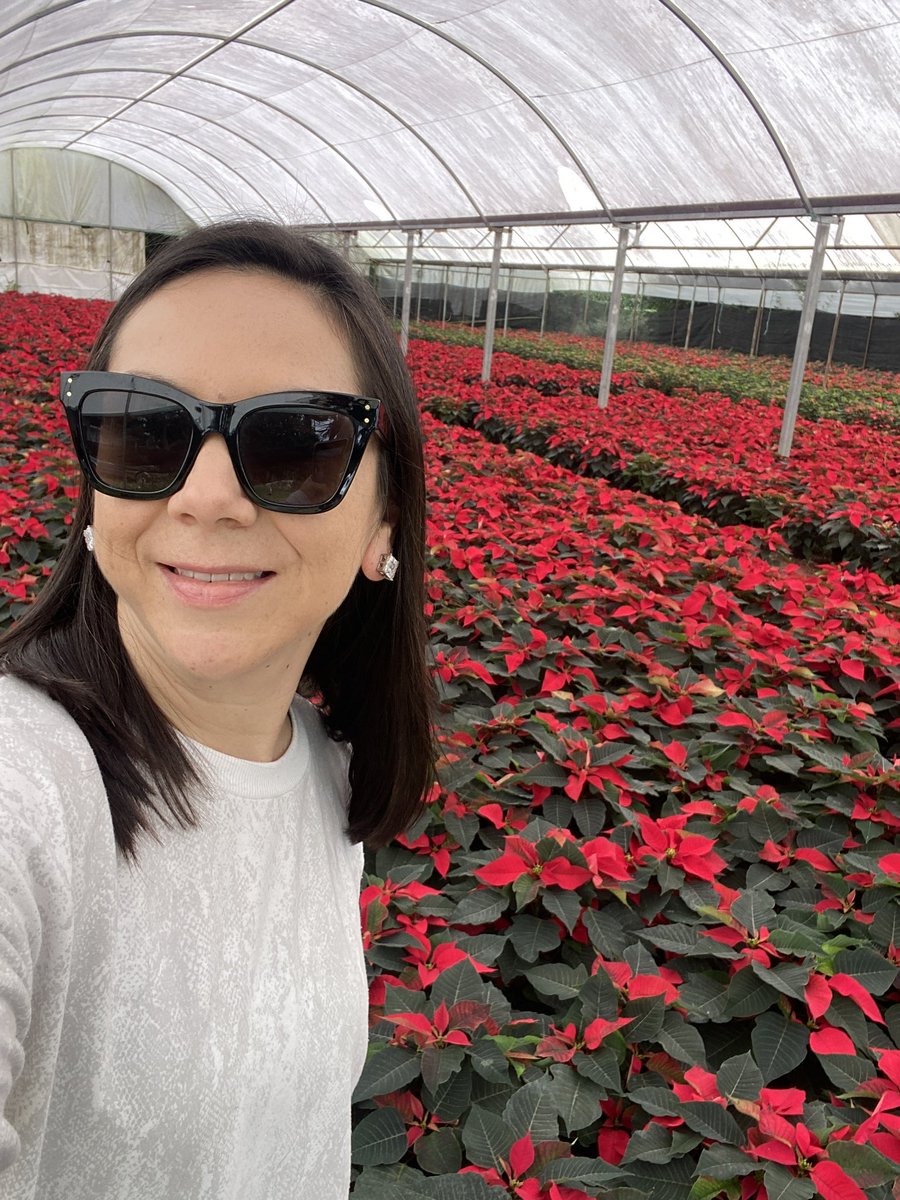 agropecuarioRTV's tweet photo. Compartimos con uds. fotos de la grabación de Flor de Nochebuena en Viveros Vicky.

Próximamente en el programa...

#VeracruzAgropecuario
#ProduceOrgullo https://t.co/J2Q3y0KJTn