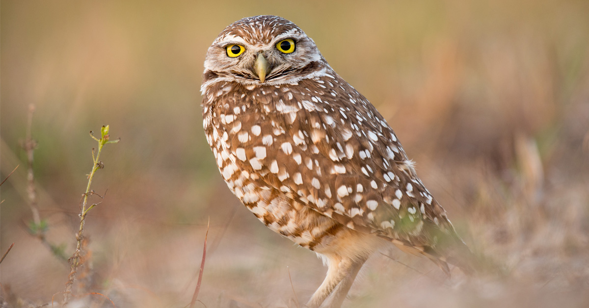 Grasslands key to burrowing owl expansion amid climate change, @fos_ubco study finds news.ok.ubc.ca/2023/11/15/gra…