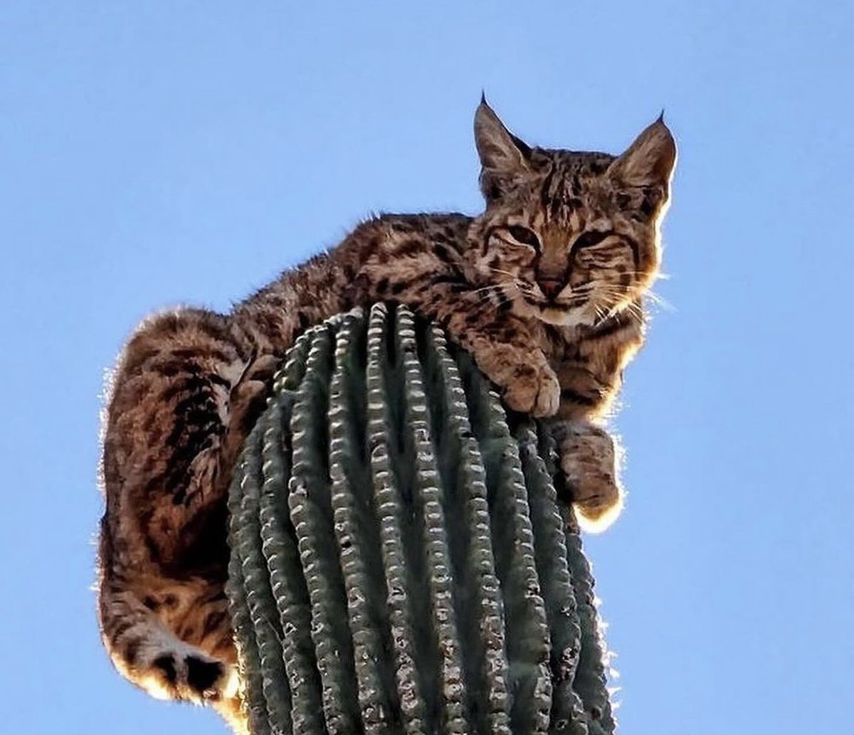 Only in Arizona you can find a bobcats chilling on top of giant Saguaro cactus🌵😂