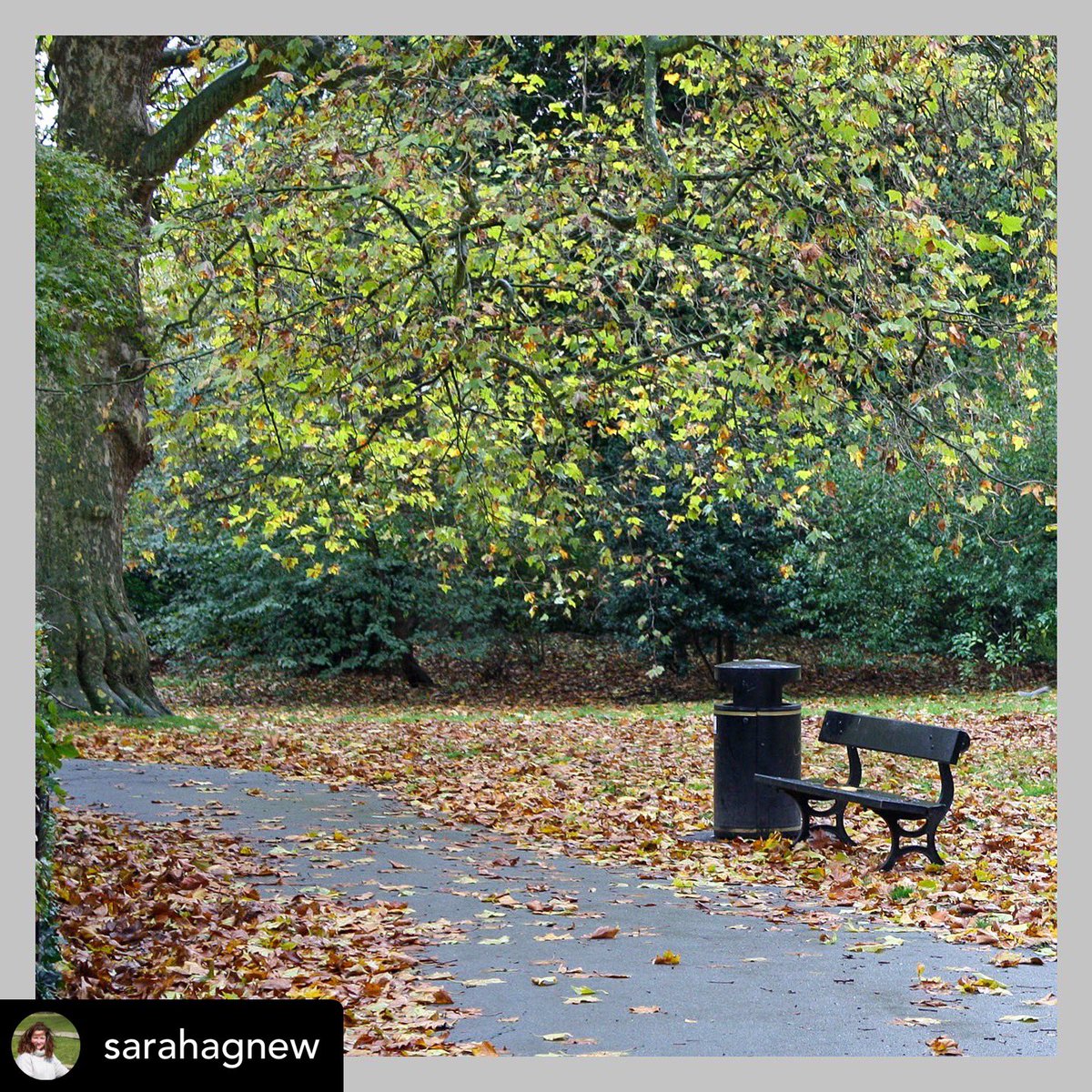 IrishAggers's tweet photo. 🍂✨ A bench and a bin with autumn leaves along the footpath in Southwark Park 🍁🌳

#autumninsouthwarkpark #natureinautumn #goldenleaves #southwarkserenity #londonsouthwark #southwarkpark #parkbench #parkbin #parkpath https://t.co/fWK9lwOpAp