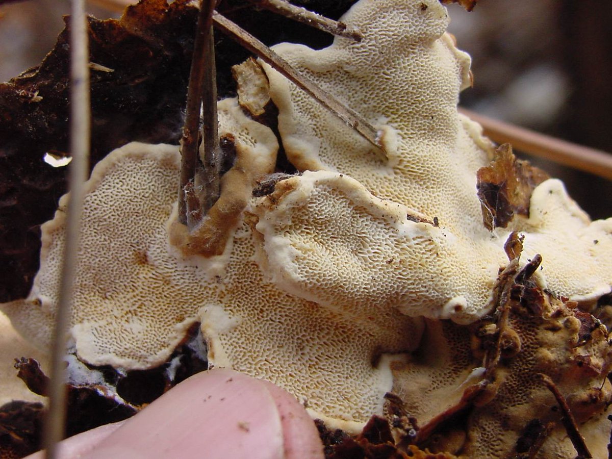 Last chapter from <a href="/EClemensOtto/">Eric Otto</a> PhD dissertation is just published and open access-Antagonistic interactions between native fungi of Minnesota and the root rot pathogen Heterobasidion irregulare onlinelibrary.wiley.com/doi/epdf/10.11…
Important naturally occurring fungal antagonists in MN