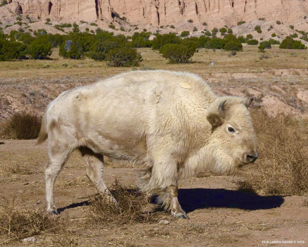 LakotaMan1's tweet photo. Incredibly rare white bison sighting, SOMEWHERE in North America. It’s location is being kept secret. To protect it from non-Native trophy hunters. https://t.co/yYZYmVl76s