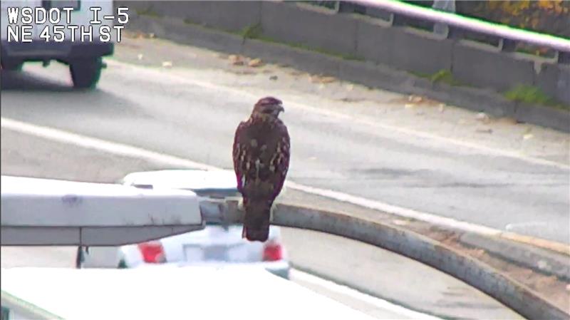 WSDOT Traffic tweet media