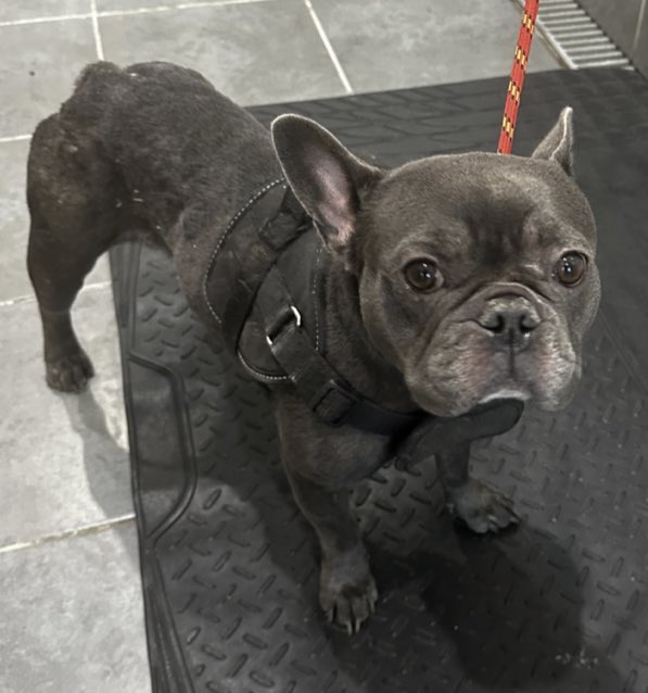 🆘 FOUND FEMALE FRENCHIE! I’m so fed up! I can’t find my family :-( - the #dog #warden picked me up as a stray in #Kidbrooke #Blackheath London #SE3 area. I don’t have a microchip - if u recognise me pls CALL ☎️ 03444 828 300 Ref RBG 1511231205