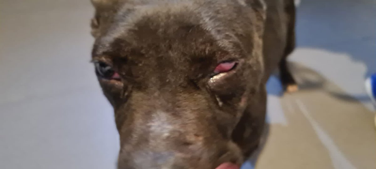 Oscar_VeCa's tweet image. Este perrito lo recibí hace un par de semanas, está en tratamiento de conducta (muerde), tratamiento hepático y de piel. URGE operarlo del ojo, el costo es de 9 mil ya con medicamentos, estoy lleno de gastos y no he podido hacerlo, ¿alguien quiere ayudar? RT por favor!
