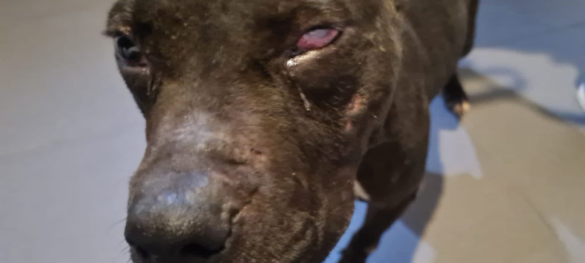 Oscar_VeCa's tweet image. Este perrito lo recibí hace un par de semanas, está en tratamiento de conducta (muerde), tratamiento hepático y de piel. URGE operarlo del ojo, el costo es de 9 mil ya con medicamentos, estoy lleno de gastos y no he podido hacerlo, ¿alguien quiere ayudar? RT por favor!