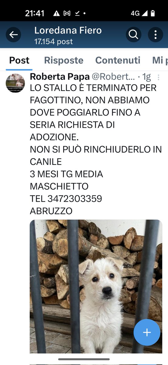 Emilystellaemi2's tweet photo. FAGOTTINO, HA BISOGNO DI UNO STALLO, HA 3 MESI, NON DEVE FINIRE IN CANILE.❤️❤️❤️❤️🙏🙏🙏🙏🙏🙏🙏🆘🆘🆘🆘🆘🆘🆘 https://t.co/OJJNgInH9D