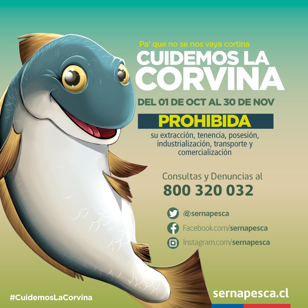 ¡Quedan 15 días de la veda de la corvina en todo el territorio nacional!

Esta veda, que se extiende por todo octubre y noviembre,  prohíbe la extracción, comercialización, transporte y almacenamiento de este recurso durante el periodo. 

Denuncia su incumplimiento al 800 320 032