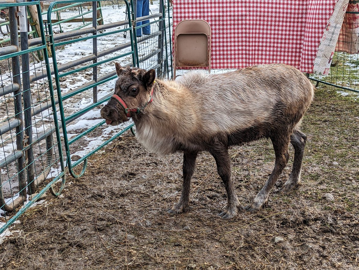 Hello Aurora Vixen! This 7-month-old reindeer 🦌 is the newest addition to the herd at Vermont Reindeer Farm! Meet her coming up on @wcax First at 4:00! #vt #holidayseason