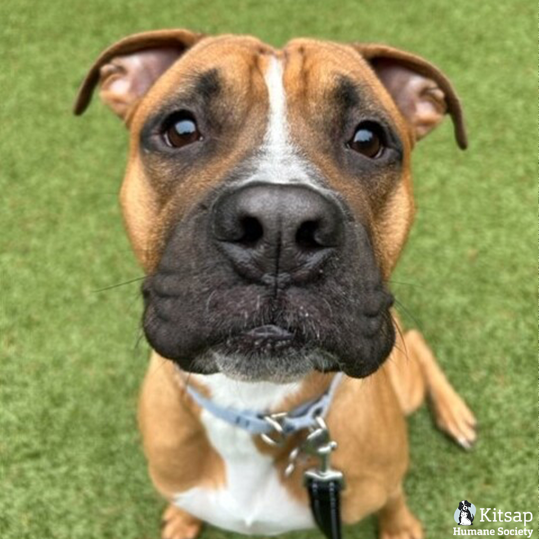 Kitsap Humane Society tweet media