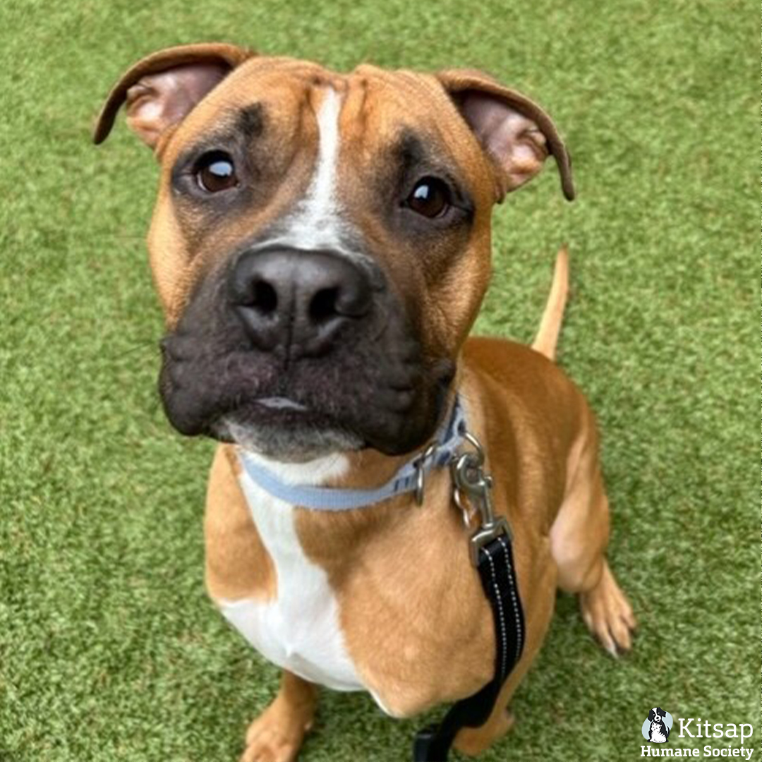 Kitsap Humane Society tweet media