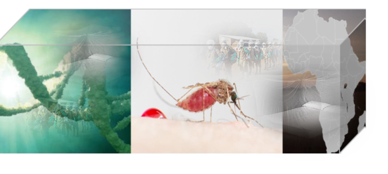 Cool! Contrary to rumors, Bill Gates has not released genetically modified  mosquitoes in Africa. 
~
His involvement, through the Bill and Melinda  Gates Foundation, is in providing substantial funding for health  research, including malaria control. However, Decisions on  using